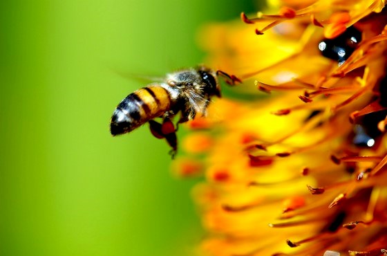 abelha-polinizacao-flor-amarela