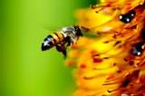 EUA fazem do sumiço de abelhas uma questão de Estado