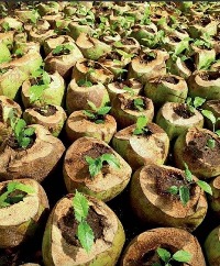 Coco verde para produção de mudas