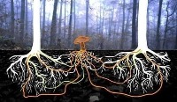 A conexão das árvores em rede – micélio