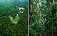 Diferença entre Mata Atlântica e Amazônia
